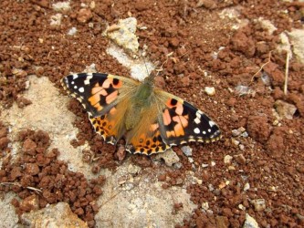 Butterfly Watching in Madeira