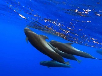 Caniçal Dolphin Whale Watching in Madeira