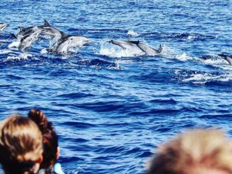 Caniçal Dolphin Whale Watching in Madeira