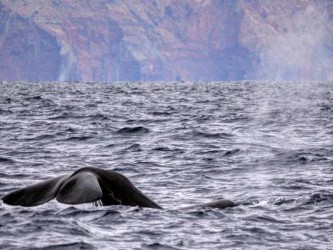 Caniçal Dolphin Whale Watching in Madeira