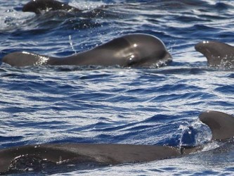 Caniçal Dolphin Whale Watching in Madeira