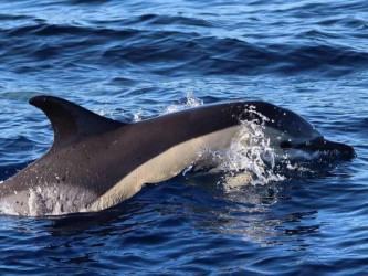 Caniçal Dolphin Whale Watching in Madeira