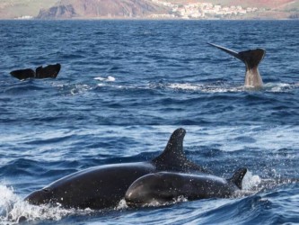 Caniçal Dolphin Whale Watching in Madeira