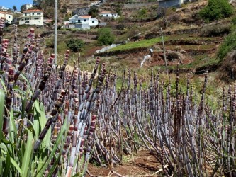 City of Sugar & Rum Tour in Funchal