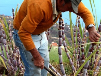 City of Sugar & Rum Tour in Funchal