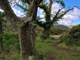 CR25 Walk on Curral Route Royal Path in Madeira