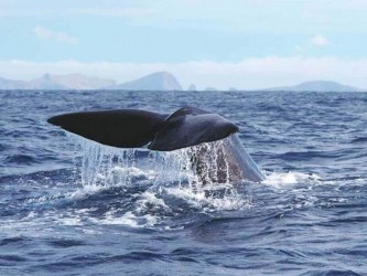 Desertas Island Adventure Catamaran Trip from Funchal