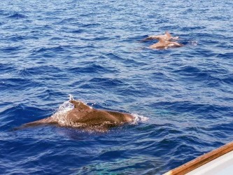 Desertas Islands Tour on Sailboat Madeira