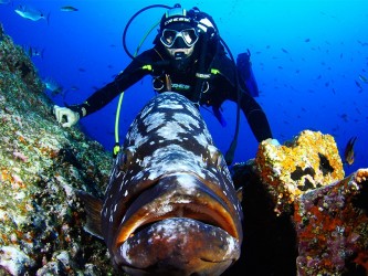 Madeira Divepoint Diving Center in Funchal Madeira