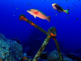 Madeira Divepoint Diving Center in Funchal Madeira