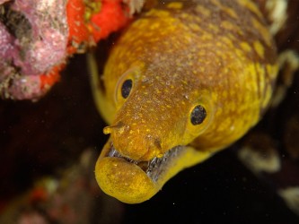 Madeira Divepoint Diving Center in Funchal Madeira