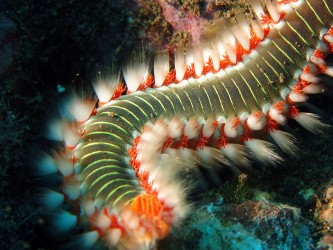 Madeira Divepoint Diving Center in Funchal Madeira