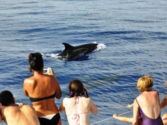 Dolphin and Whale Watching Tour Guaranteed Sighting in Madeira