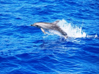 Dolphin and Whale Watching Tour Guaranteed Sighting in Madeira