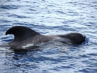 Dolphin and Whale Watching Tour Guaranteed Sighting in Madeira