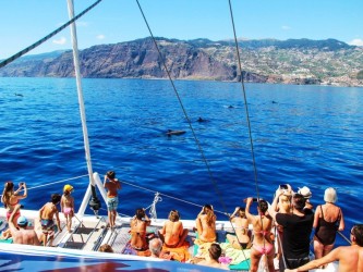 Dolphin and Whale Watching Tour Guaranteed Sighting in Madeira