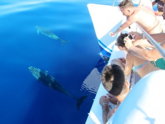 Dolphin and Whale Watching Tour Guaranteed Sighting in Madeira