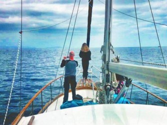 Dolphin and Whale watching on Sailboat in Madeira