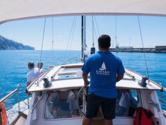 Dolphin and Whale watching on Sailboat in Madeira