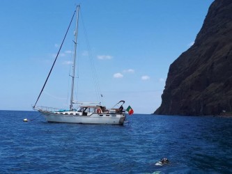 Dolphin and Whale watching on Sailboat in Madeira