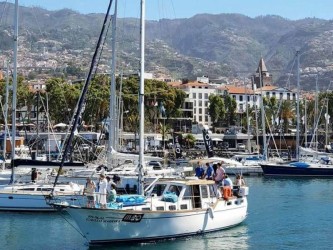 Dolphin and Whale watching on Sailboat in Madeira