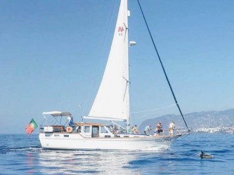 Dolphin and Whale watching on Sailboat in Madeira