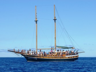 Dolphins & Whales Boat Trip from Funchal, Madeira