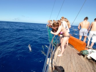 Dolphins & Whales Boat Trip from Funchal, Madeira