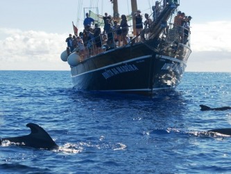 Dolphins & Whales Boat Trip from Funchal, Madeira