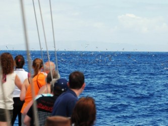 Dolphins & Whales Boat Trip from Funchal, Madeira