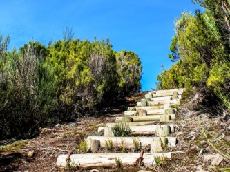 Fanal medium Trail Tour in Madeira Island