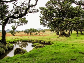 Fanal medium Trail Tour in Madeira Island