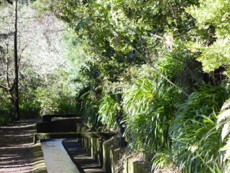 Folhadal Levada Walk in Madeira Island