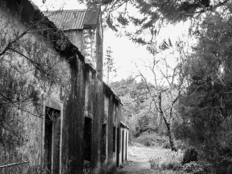 Folhadal Medium Trail Tour in Madeira Island