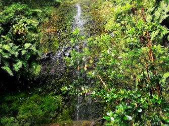 From Queimadas to Caldeirao Verde Levada Walk