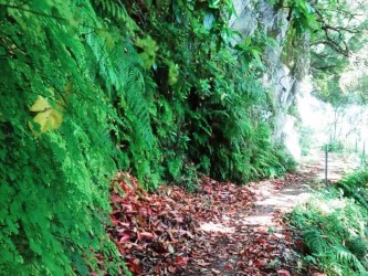 Hells River Levada Walk Madeira