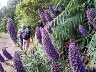 Hells River Levada Walk Madeira