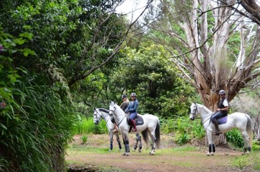 Levada da Serra Horse Riding Trail in Madeira