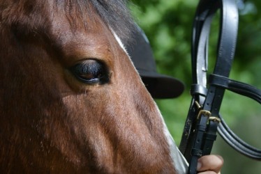 Levada da Serra Horse Riding Trail in Madeira