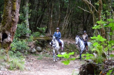 Pico do Suna Horse Riding Trail in Madeira Island