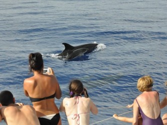 Jeep Tour plus Dolphins Watching Combo from FUnchal, Madeira