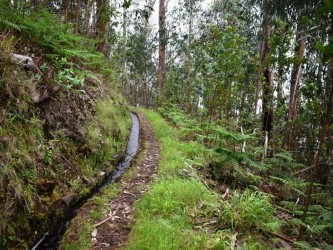 Levada da Negra Walking Trail in Madeira