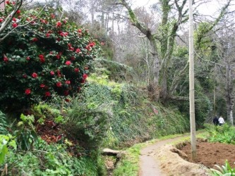 Levada da Serra do Faial Walk in Camacha, Madeira