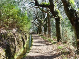 Levada da Serra do Faial Walk in Camacha, Madeira