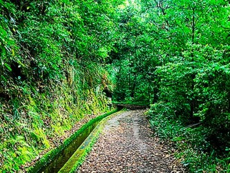 Levada do Rei Ribeiro Bonito Levada Walk