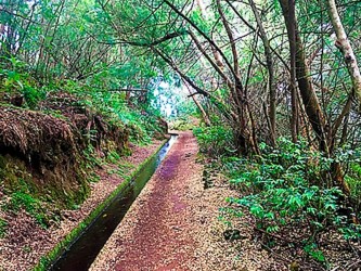 Levada do Rei Ribeiro Bonito Levada Walk