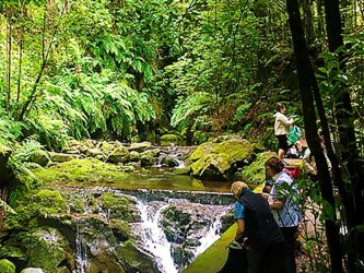 Levada do Rei Ribeiro Bonito Levada Walk