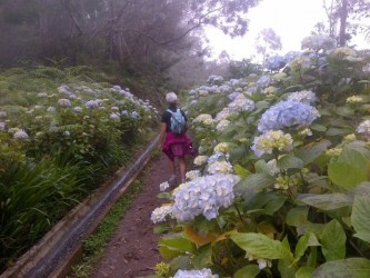 Levada Walk from Ribeiro Frio to Portela in Madeira