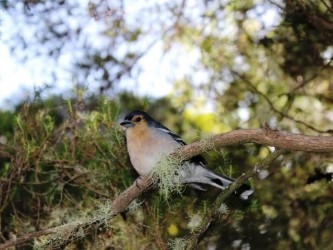 Madeira Birdwatching Trip The Endemics