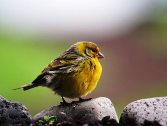 Madeira Birdwatching Trip The Endemics